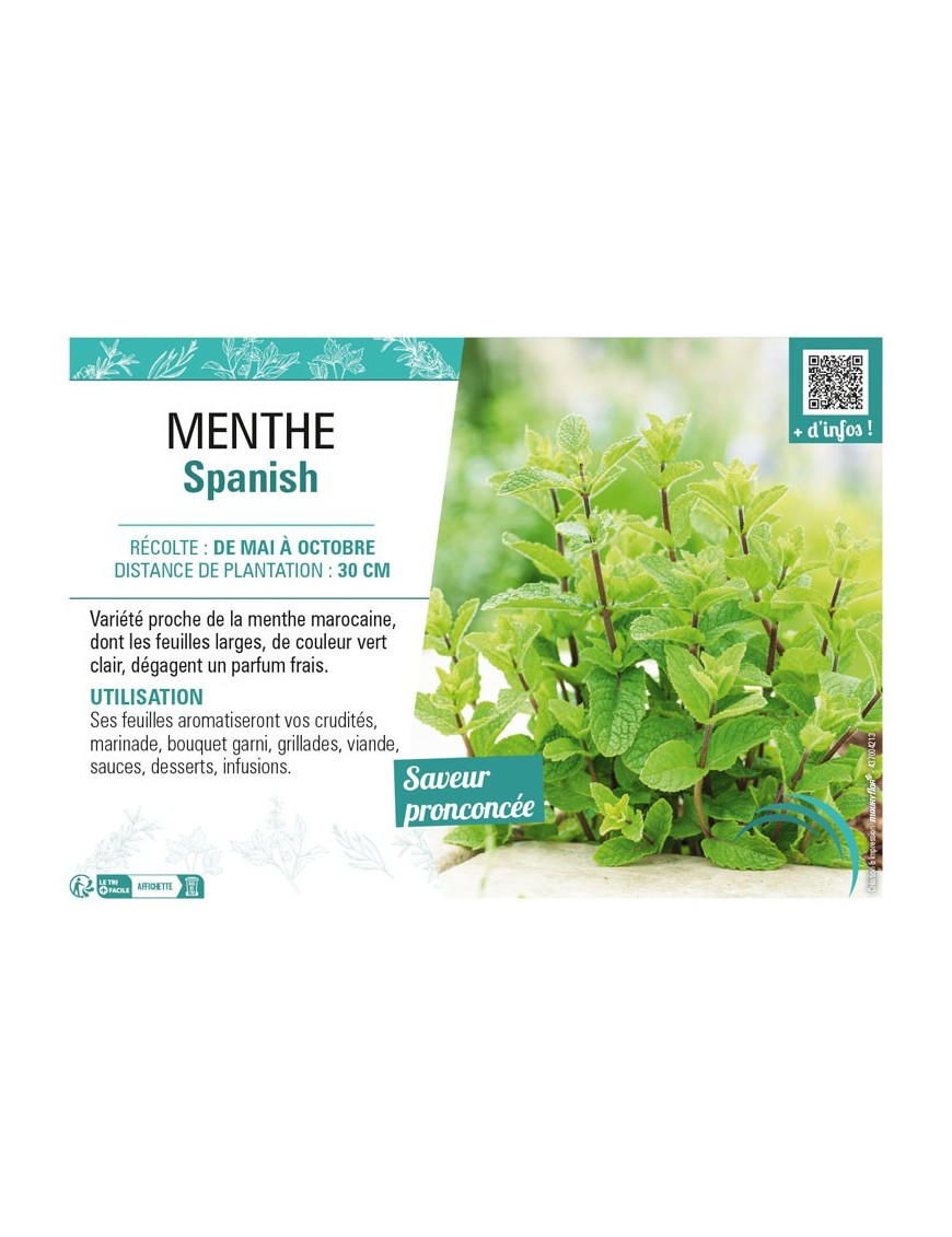 MENTHE SPANISH