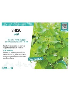 SHISO VERT