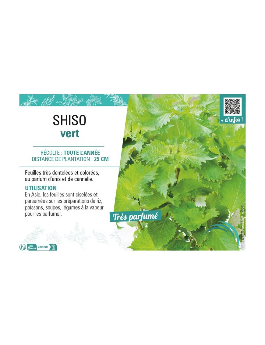 SHISO VERT