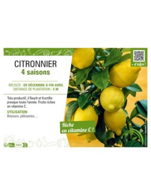 CITRONNIER 4 SAISONS