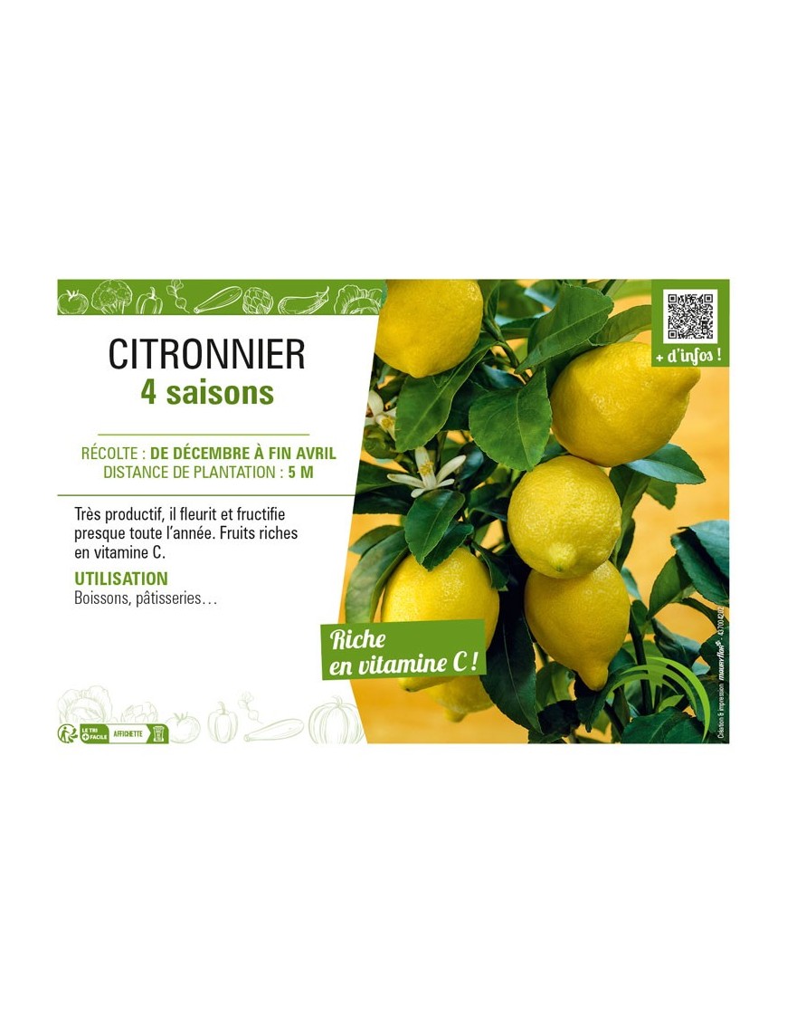 CITRONNIER 4 SAISONS