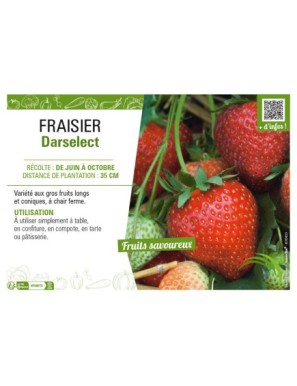 FRAISIER DARSELECT