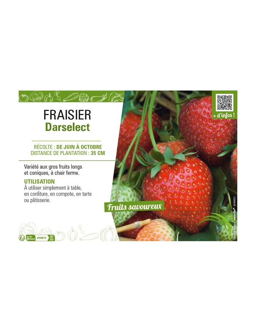 FRAISIER DARSELECT