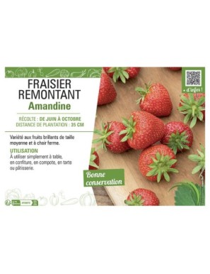 FRAISIER REMONTANT AMANDINE