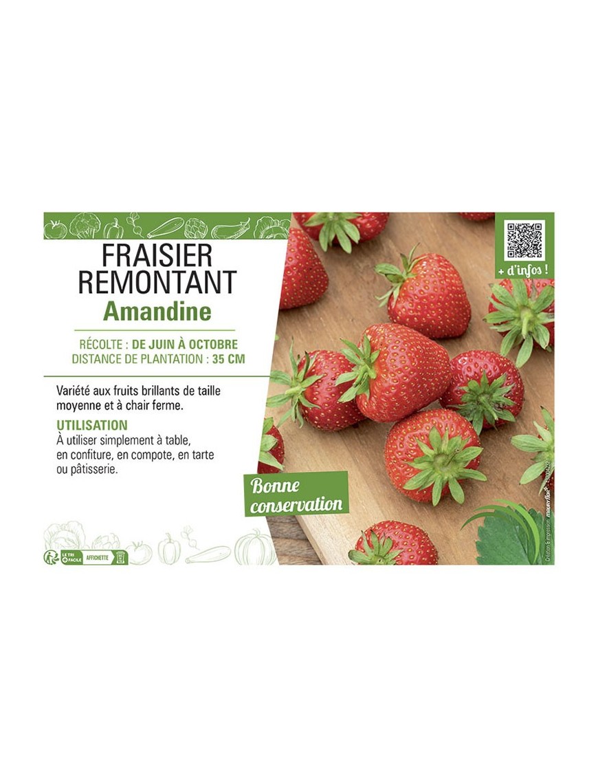 FRAISIER REMONTANT AMANDINE