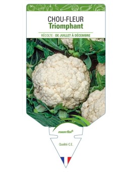 CHOU-FLEUR TRIOMPHANT