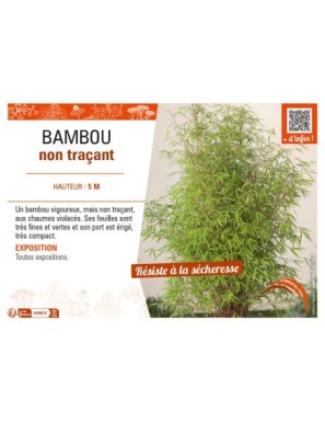 BAMBOU non traçant