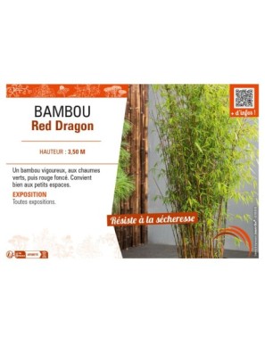 BAMBOU Red Dragon