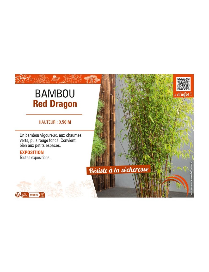 BAMBOU Red Dragon