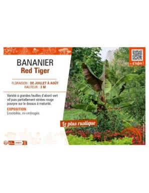 BANANIER Red Tiger