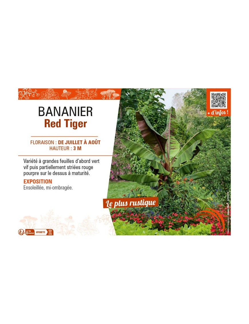 BANANIER Red Tiger