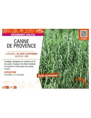 CANNE DE PROVENCE