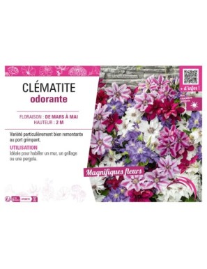 CLÉMATITE ODORANTE