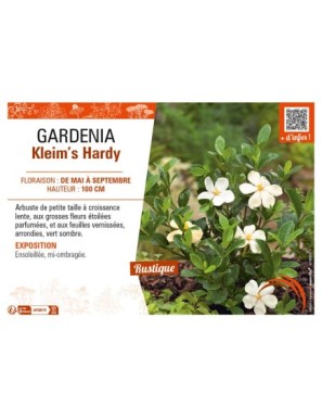 GARDENIA Kleim’s Hardy