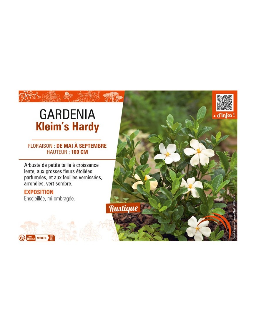 GARDENIA Kleim’s Hardy