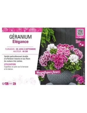 GÉRANIUM ÉLÉGANCE