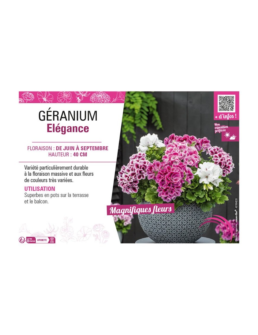 GÉRANIUM ÉLÉGANCE