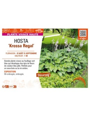 HOSTA (nigrescens) Krossa Regal