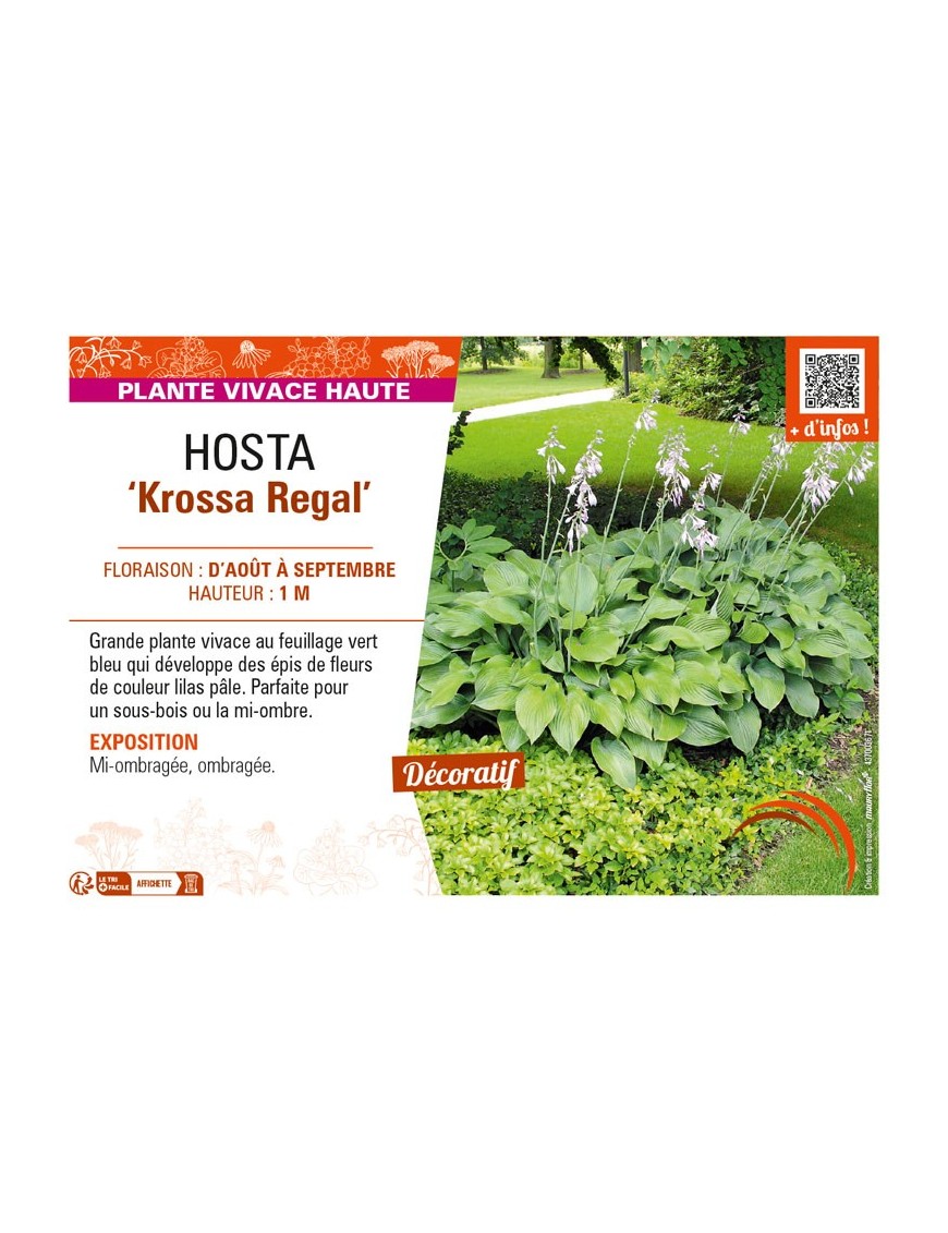 HOSTA (nigrescens) Krossa Regal