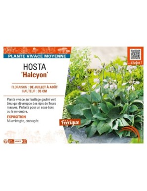 HOSTA (tardiana) Halcyon