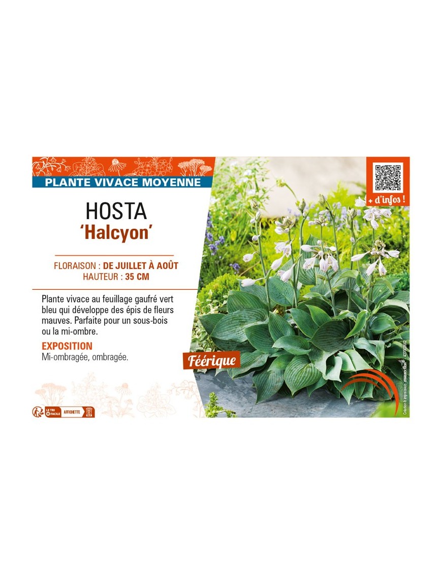 HOSTA (tardiana) Halcyon