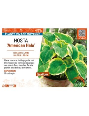 HOSTA American Halo