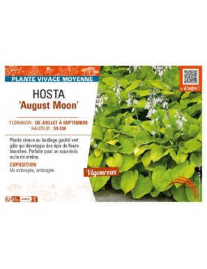 HOSTA August Moon