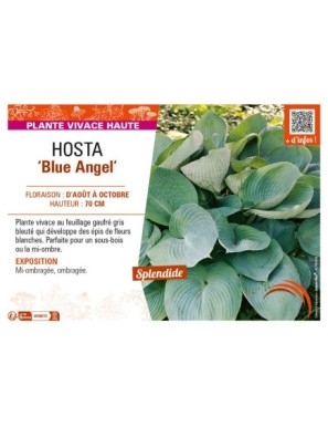 HOSTA Blue Angel