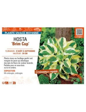 HOSTA Brim Cup