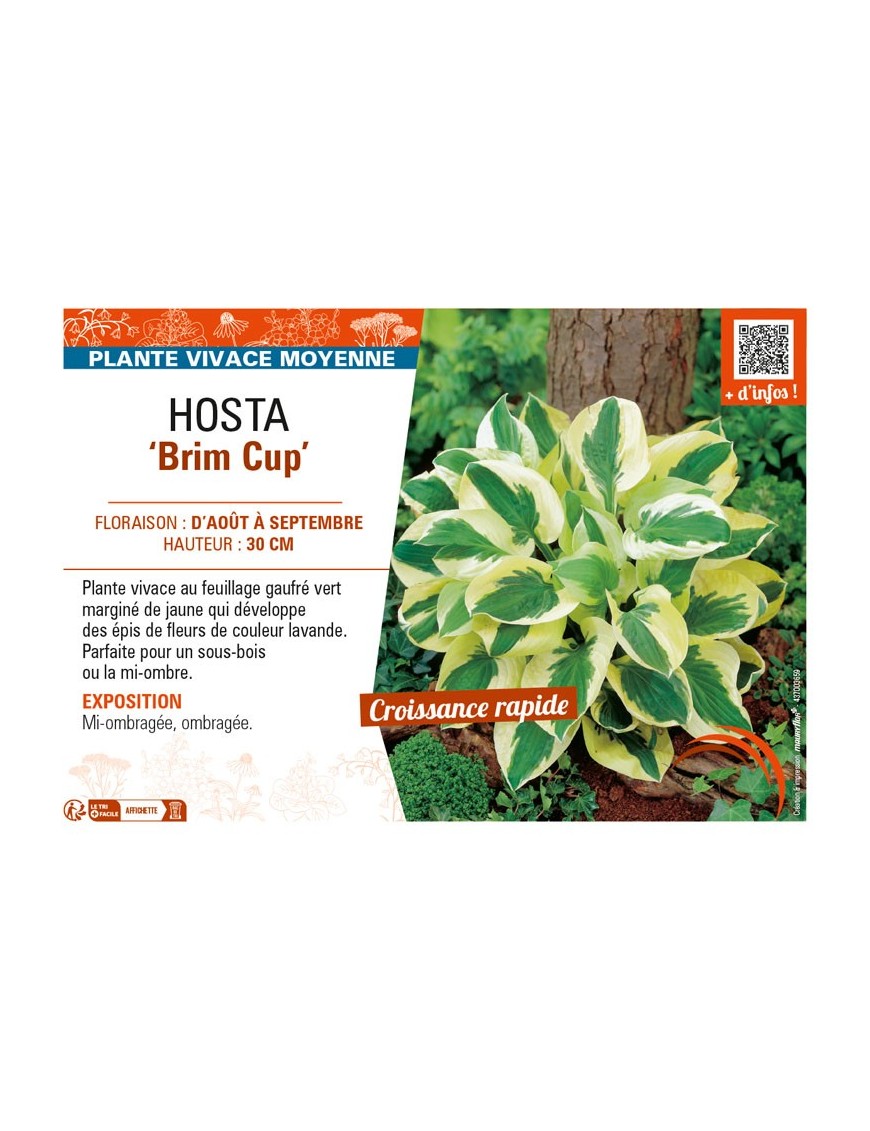 HOSTA Brim Cup