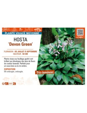 HOSTA Devon Green