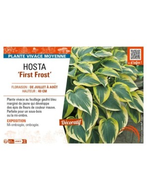 HOSTA First Frost