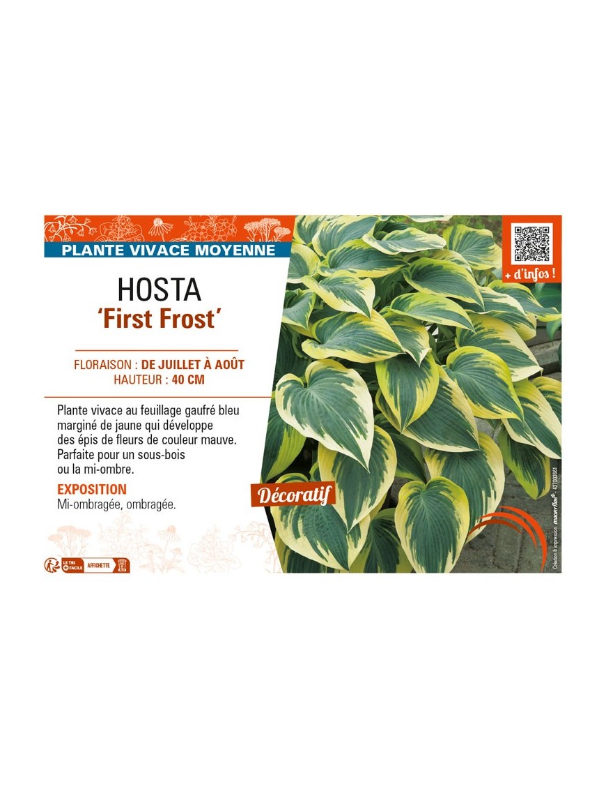 HOSTA First Frost