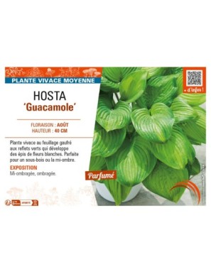 HOSTA Guacamole