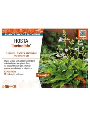 HOSTA Invincible