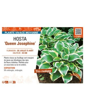 HOSTA Queen Josephine