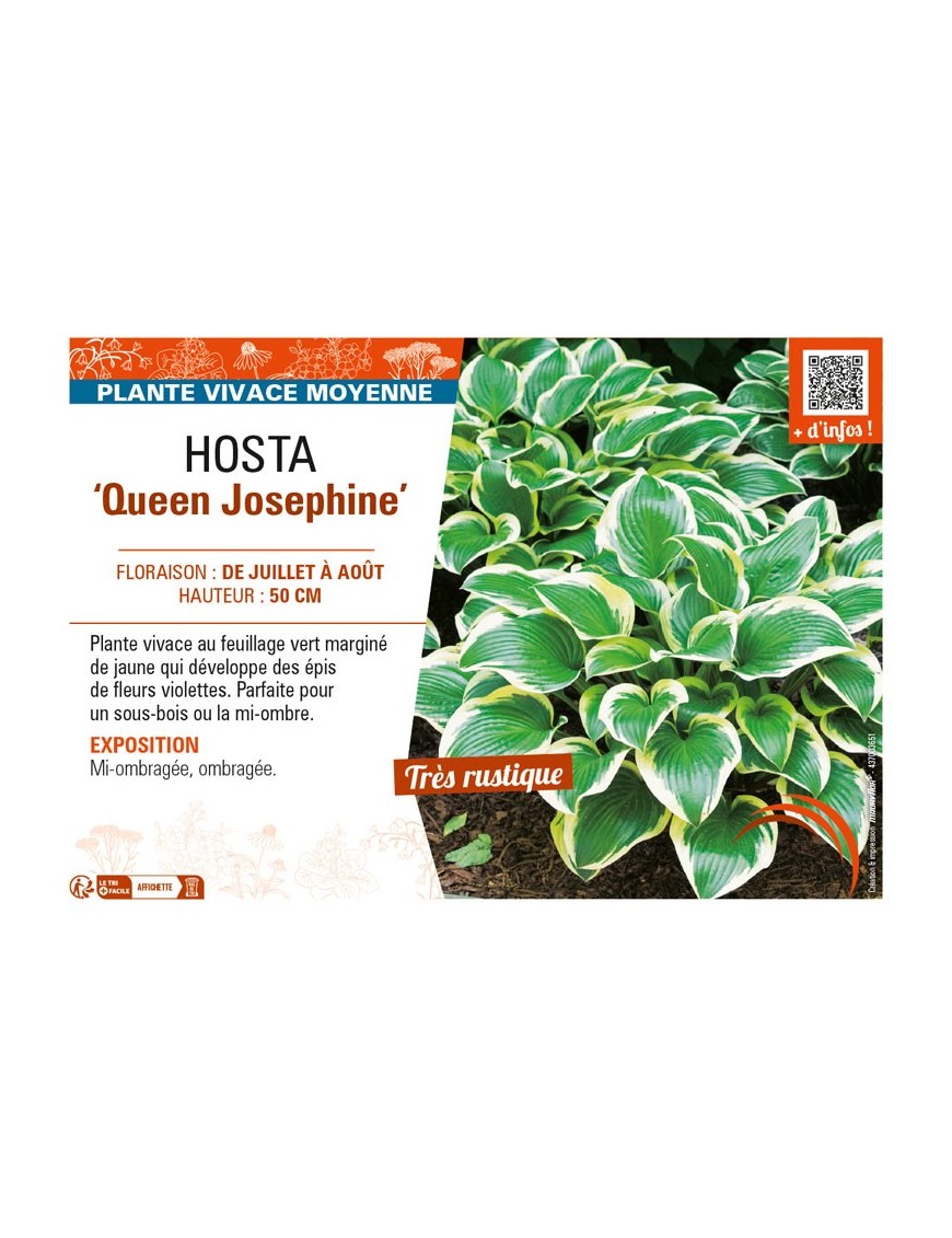 HOSTA Queen Josephine