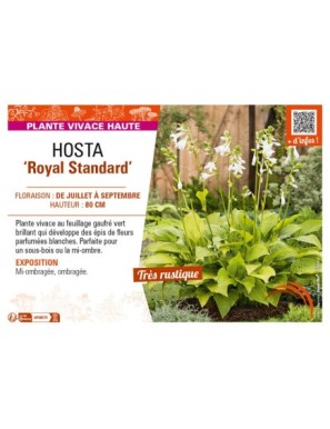 HOSTA Royal Standard