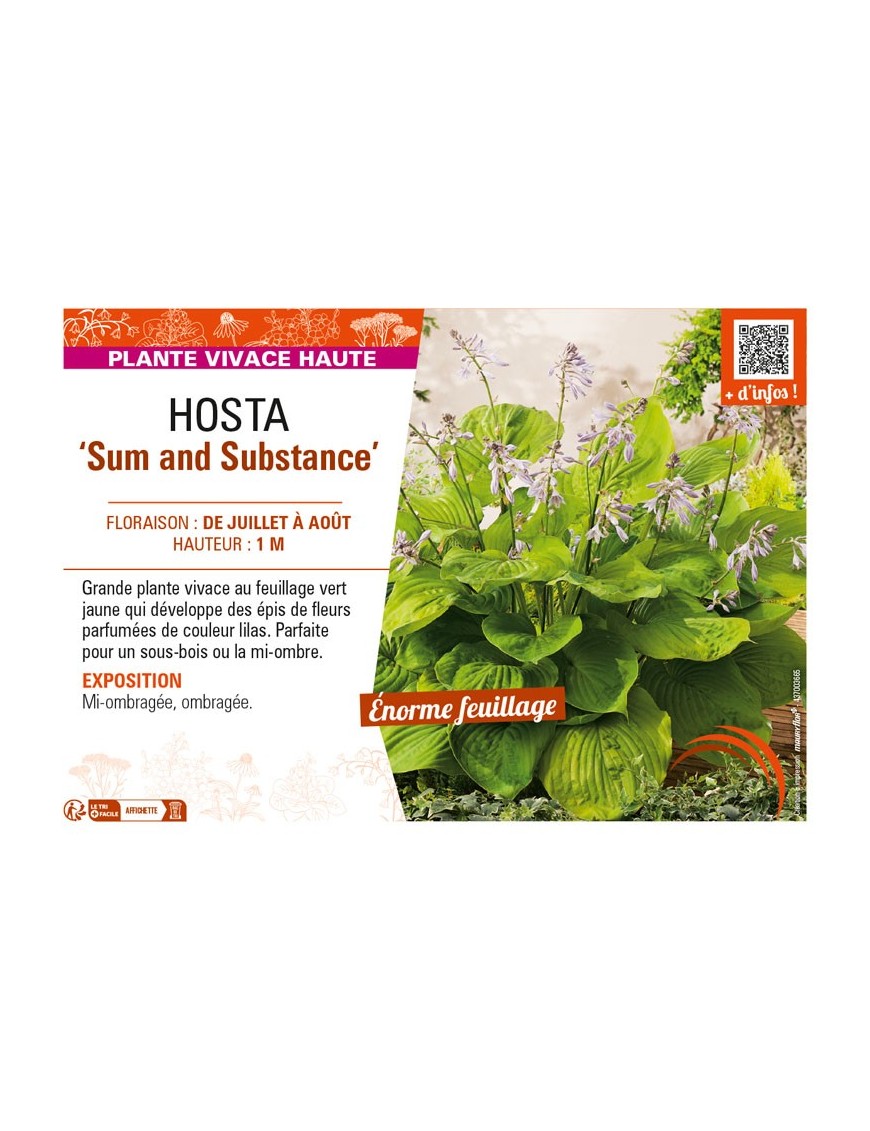 HOSTA Sum and Substance