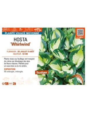 HOSTA Whirlwind