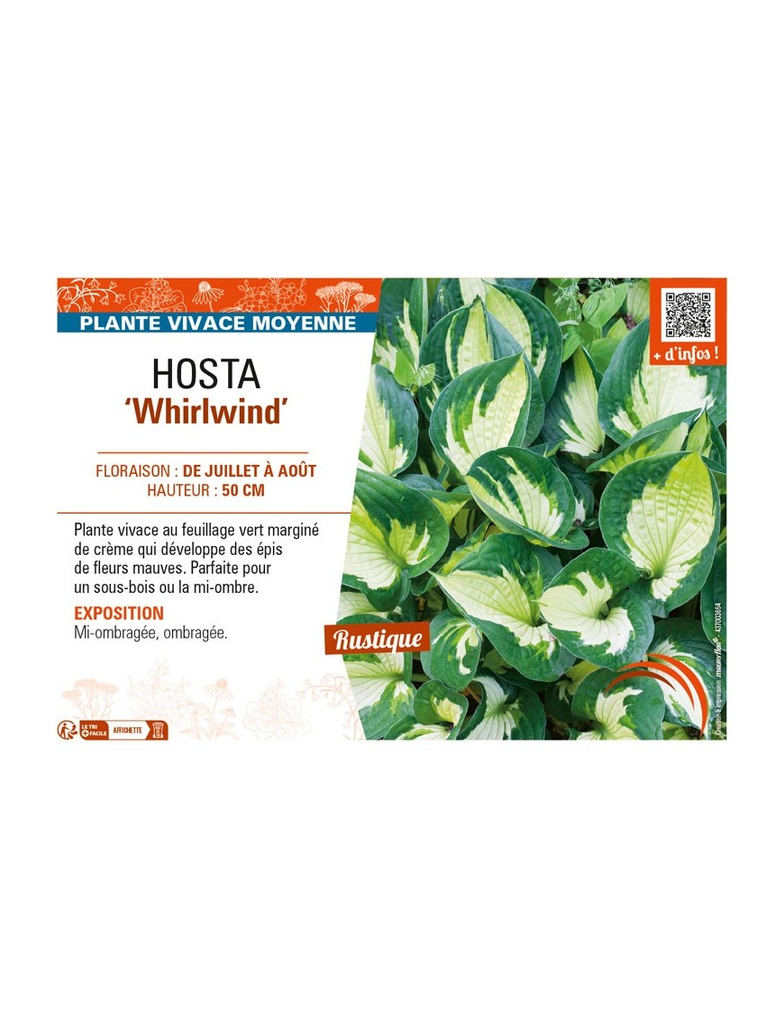 HOSTA Whirlwind