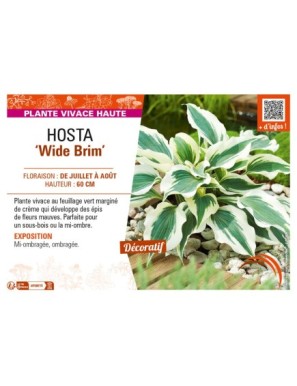 HOSTA Wide Brim