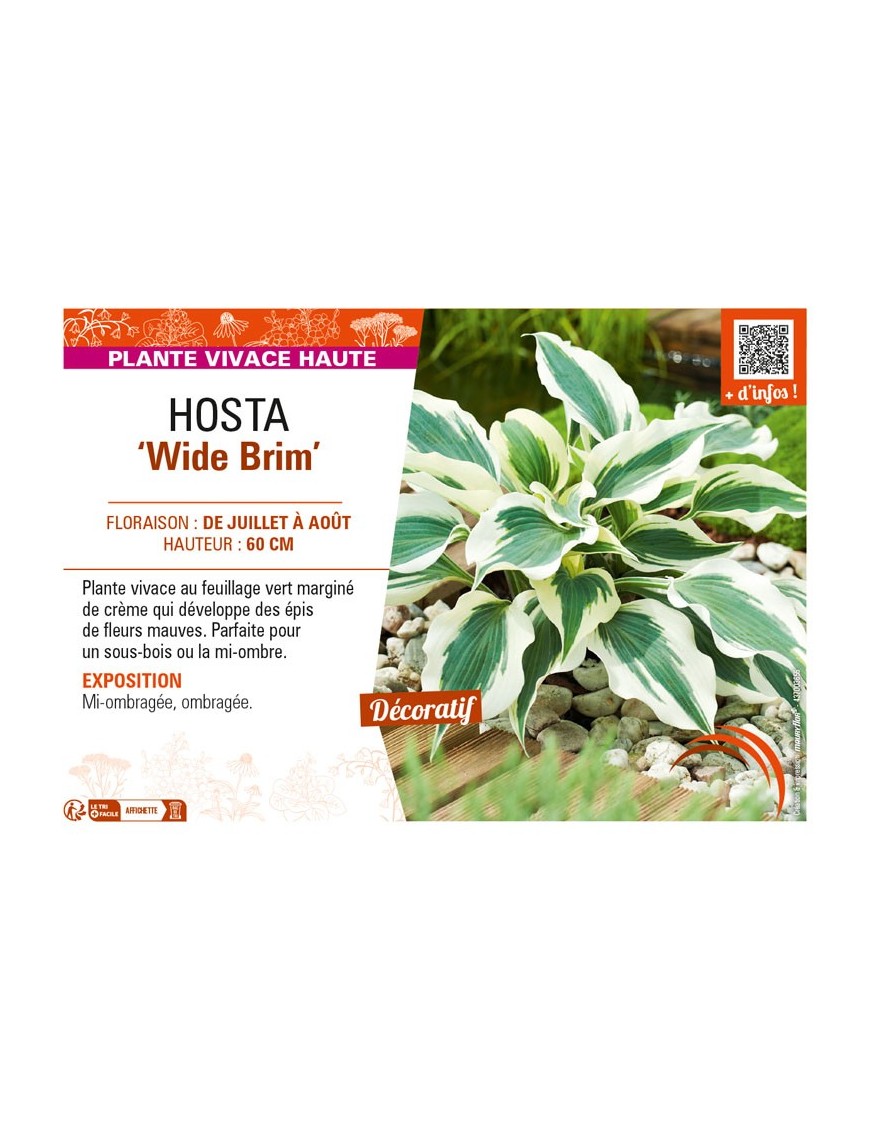 HOSTA Wide Brim