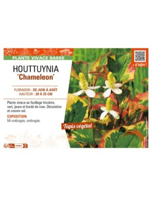 HOUTTUYNIA (cordata) Chameleon