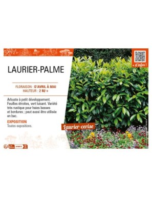 LAURIER-PALME