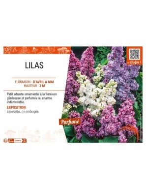 LILAS