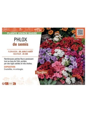 PHLOX de semis