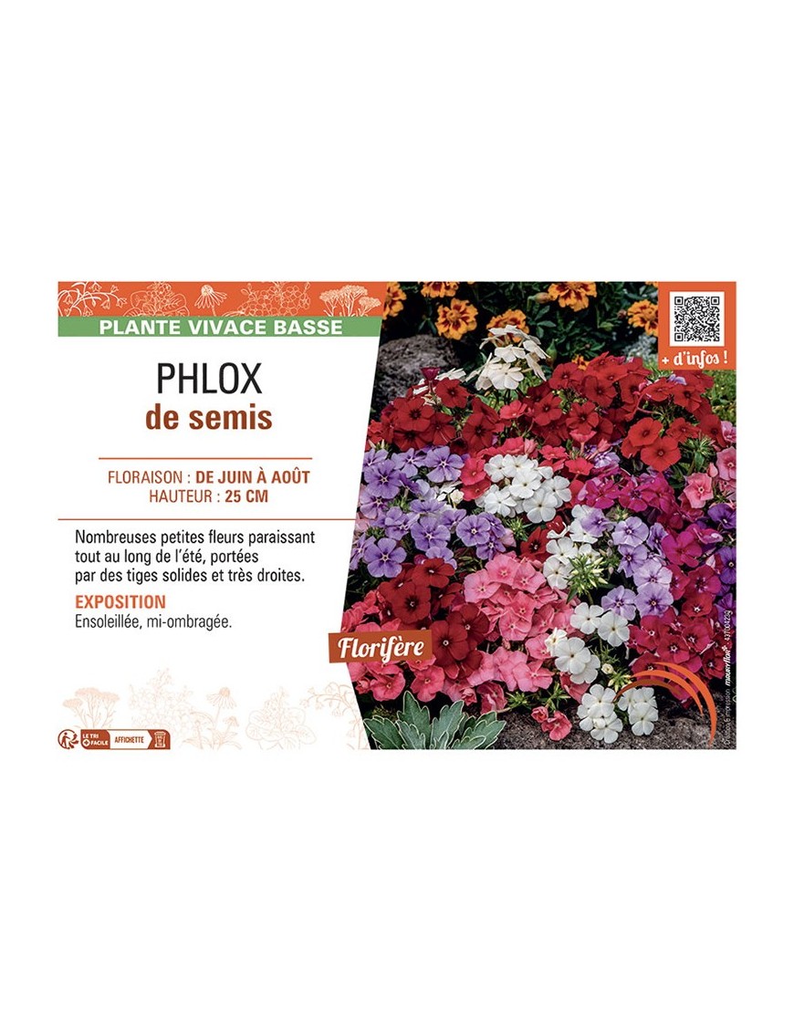 PHLOX de semis