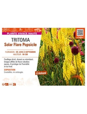 TRITOMA Solar Flare Popsicle