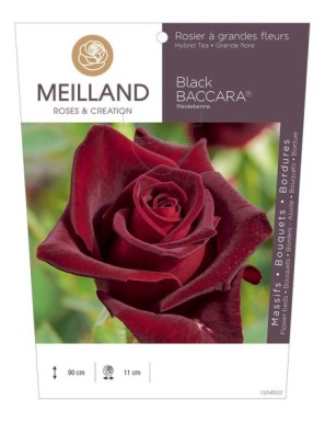 BLACK BACCARA ® Meidebenne Rosier à grandes fleurs